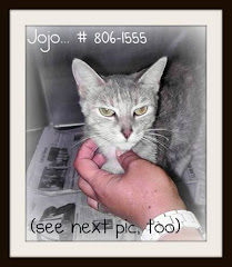 9/10/11 Affectionate Dilute Tortie Cat at High Kill Shelter Wants Out of Her Cage. Please Save Her