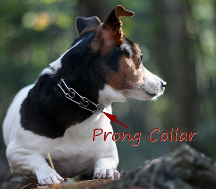 Dog Training Ontario Dog Training Ontario