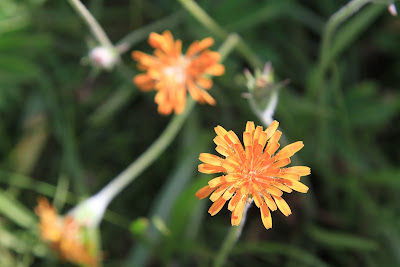 Orange Agoseris (Agoseris aurantiaca)