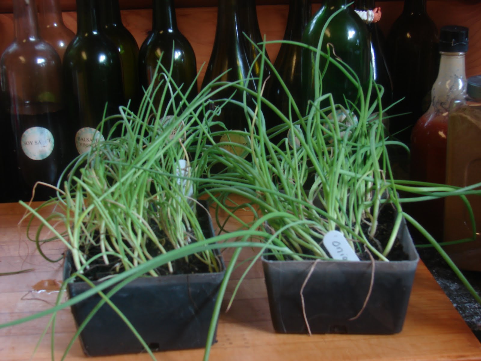 Growing and Cooking Onion bed is finally planted