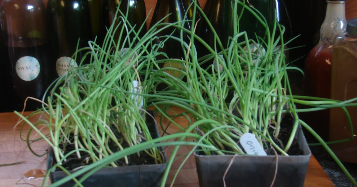 Growing and Cooking Onion bed is finally planted