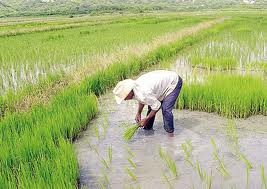 El SKMg para una producción mas rentable de arroz