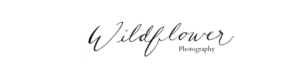 Wildflower Photography 