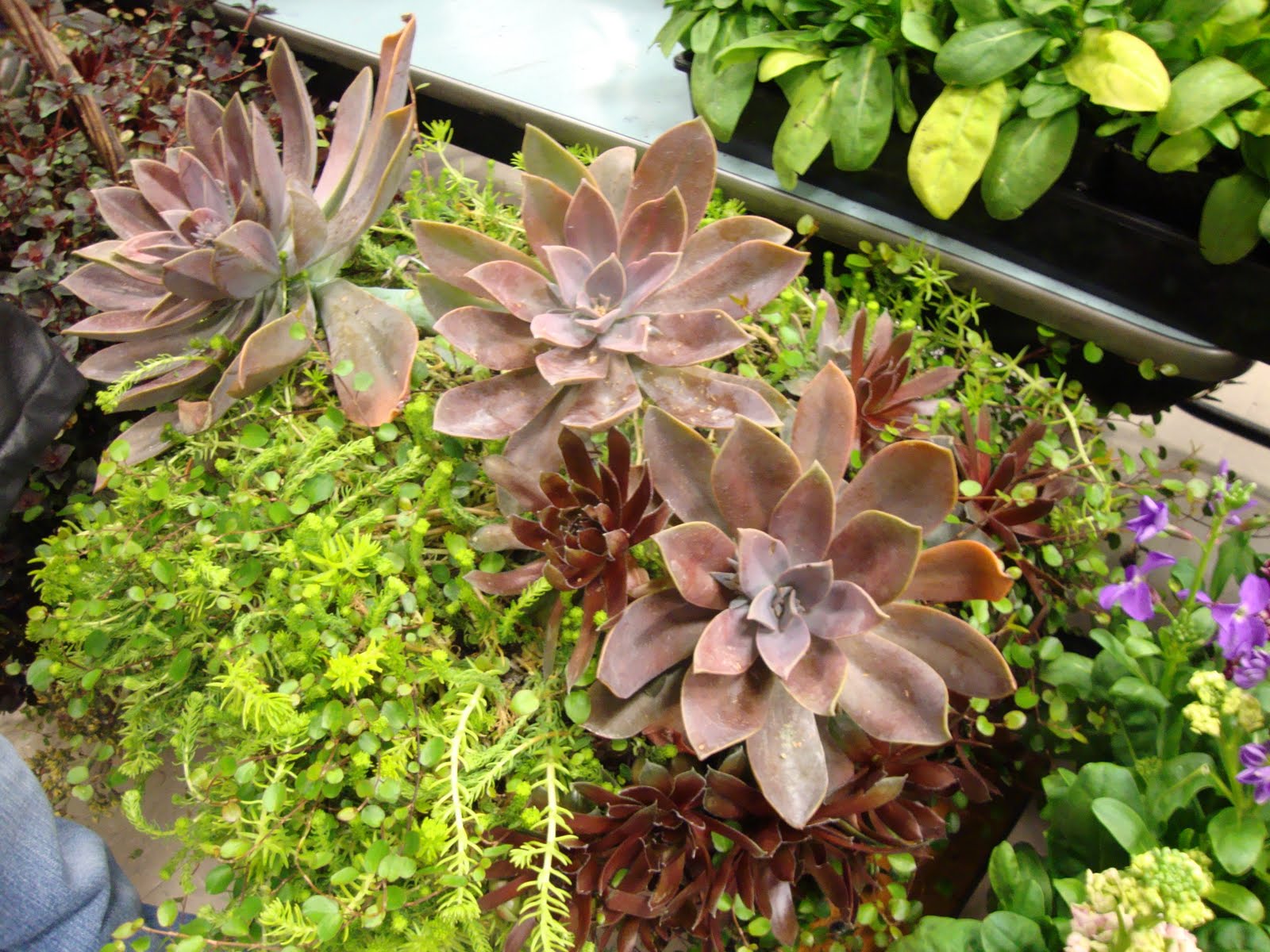 danger garden The Leach Botanical Garden plant sale