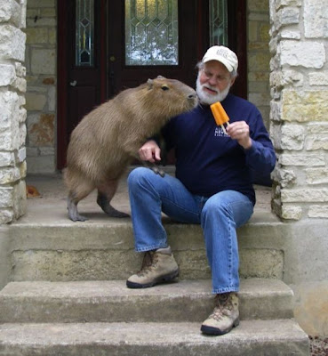 Caplin Rous, World's Most Famous Capybara Seen On www.coolpicturegallery.us
