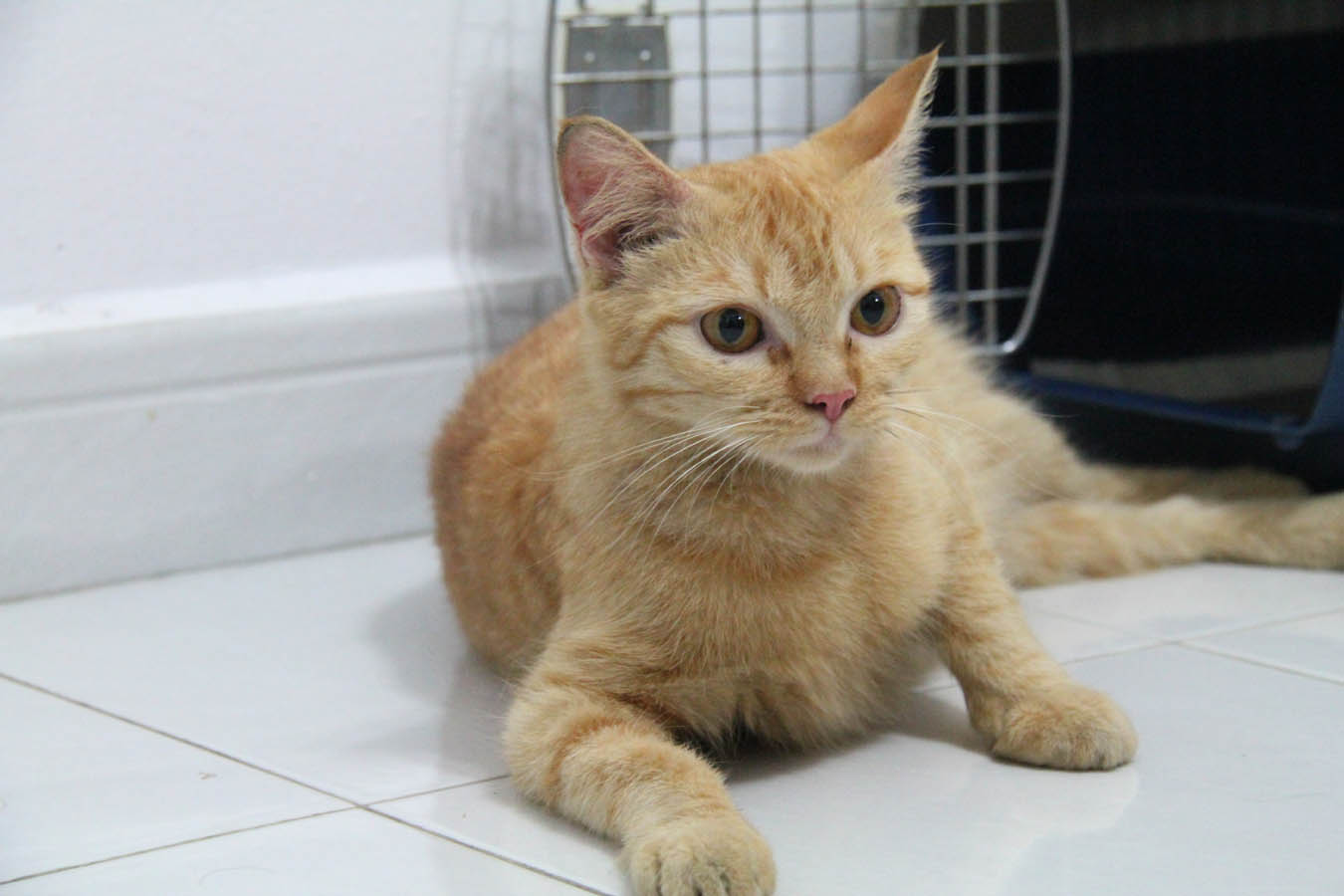 Natural PawPals Ginger Cat's Abortion And Spay