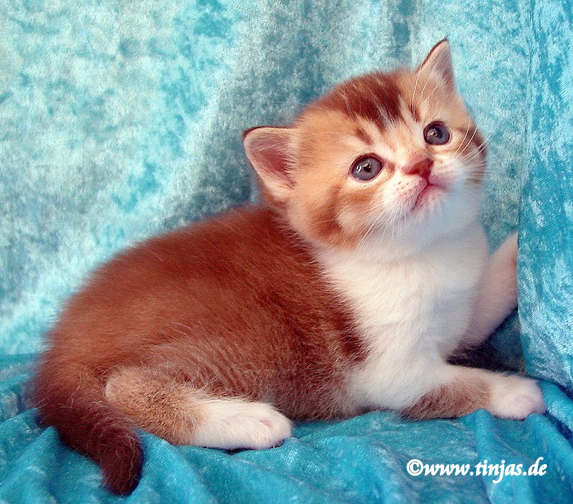 Britisch Kurzhaar (BKH) Kitten und Britisch Langhaar Katzenbabys