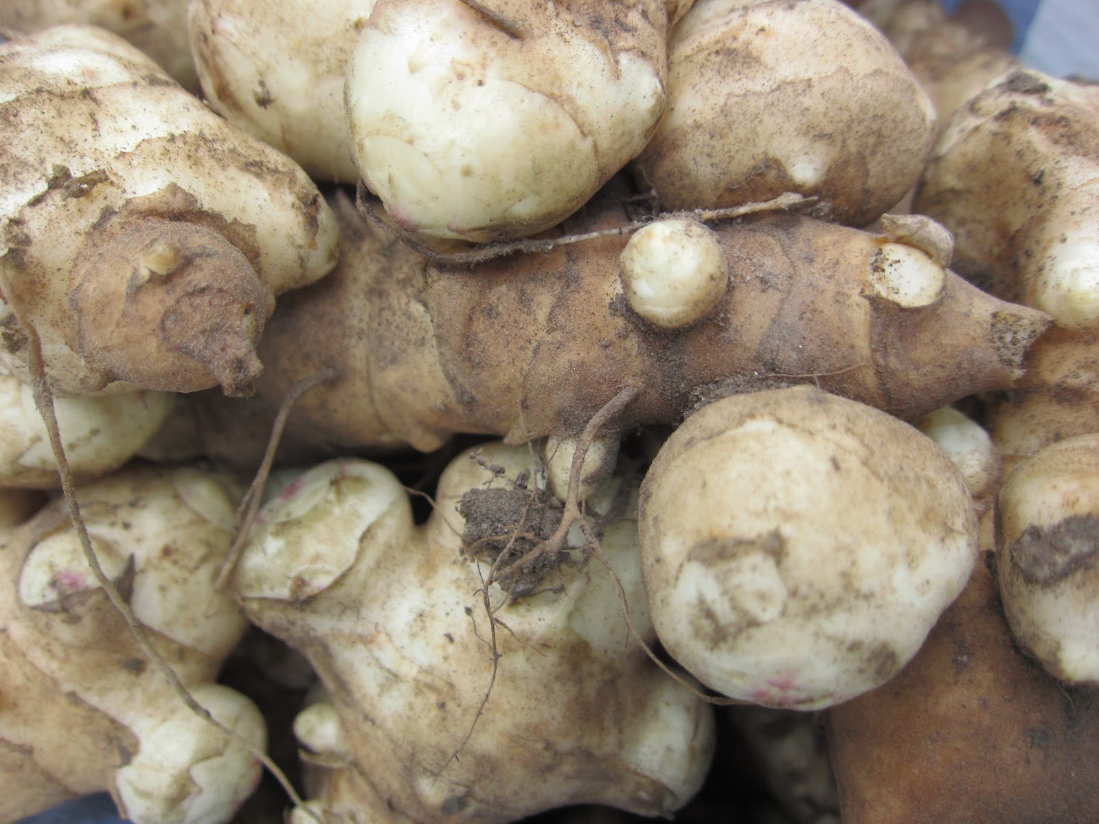 HOME OF HOMEMADE TREASURES JERUSALEM ARTICHOKES