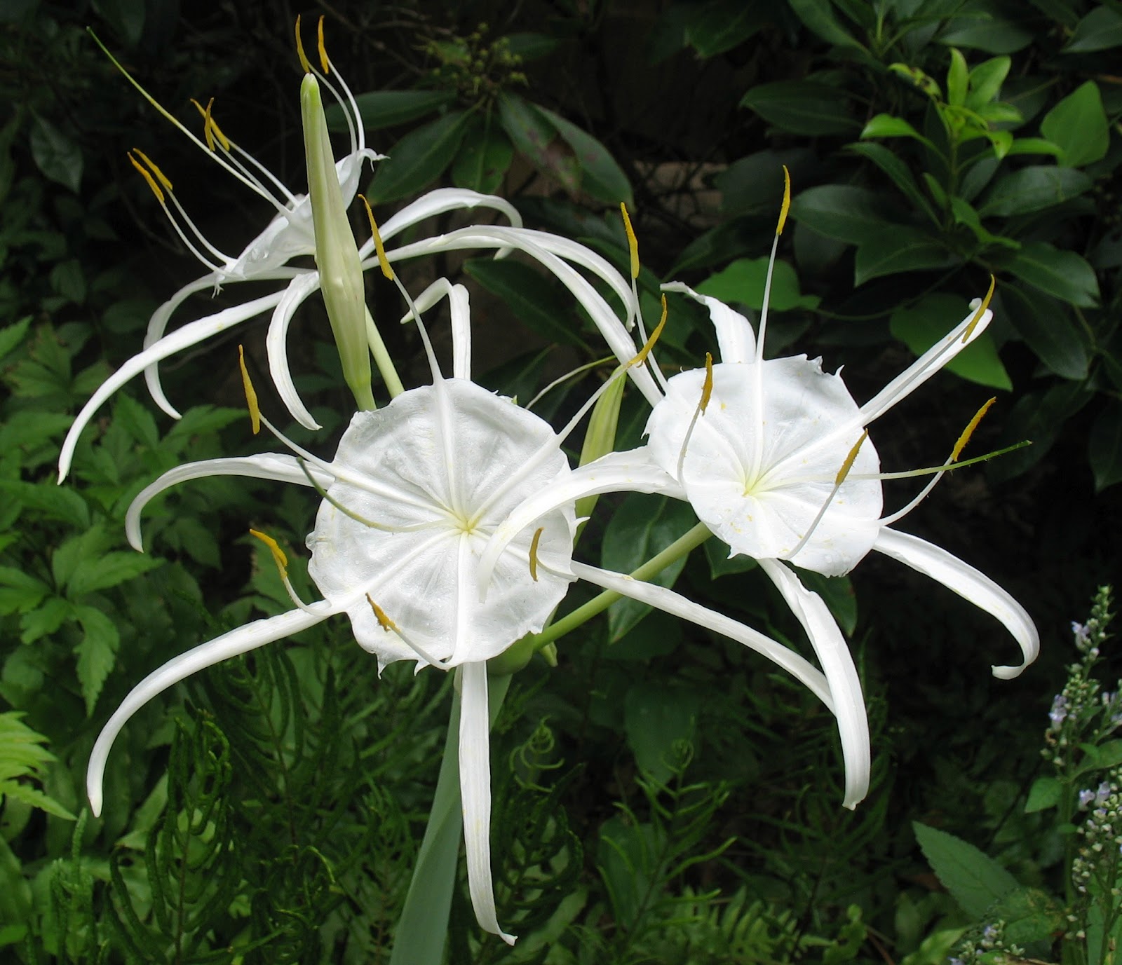 Using Native Plants Rain gardens, wet spots and the native