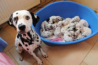 Funny Dalmatian