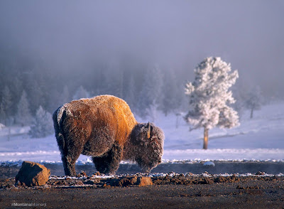 A bison!