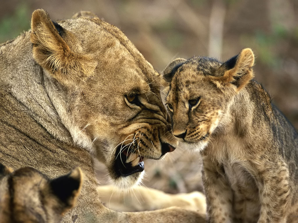 Amazing Jumping Puma Photos