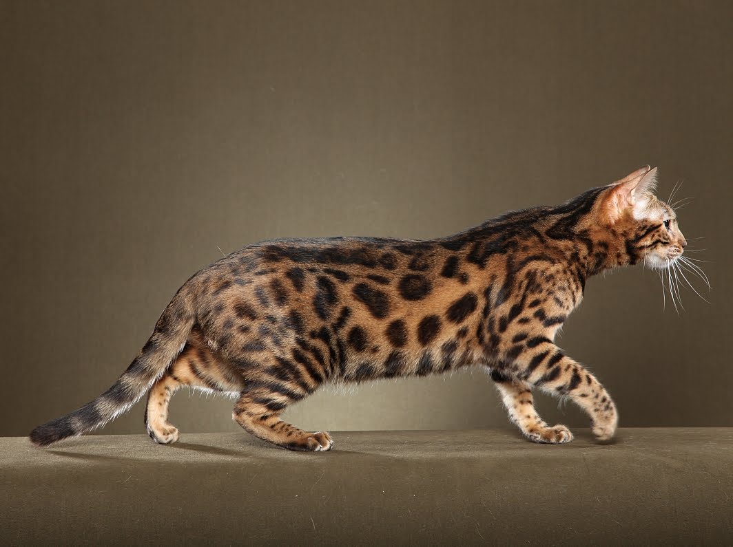 Beautiful Bengal Cat Photography