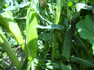 20 июля, початок кукурузы и огурец растут рядом