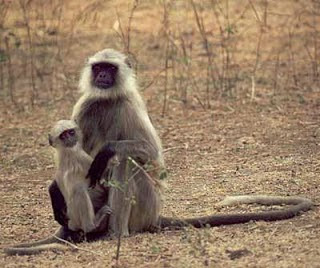 Northern plains gray langur