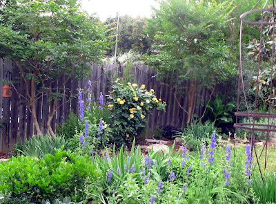 Annieinaustin,far view,larkspur,Julia Child rose