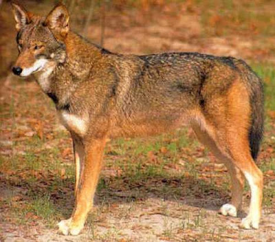 Project Gridless: How Wolves Change Rivers + Coyote Wolf Hybrids
