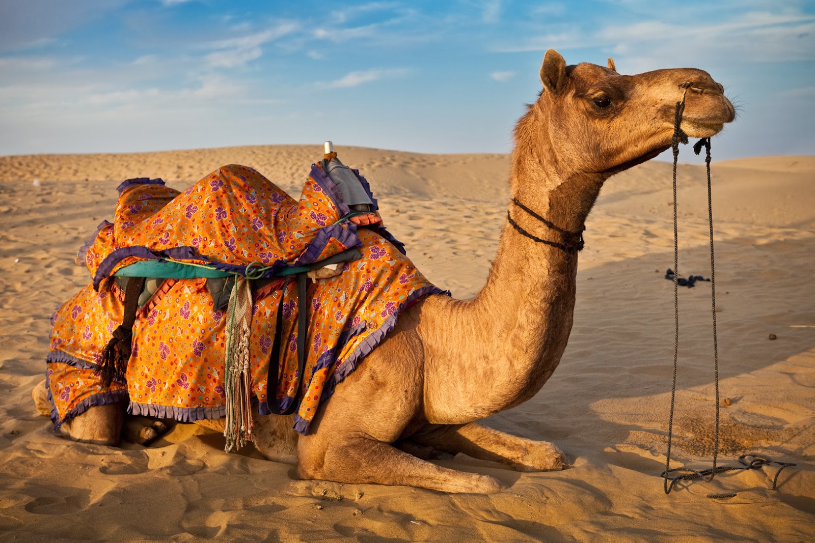 Camel animal hd wallpapers Desktop Wallpapers free Download
