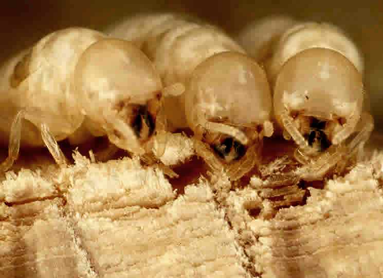 the insecticidal potential of chili pepper leaf extract against termites This provides the potential for major impacts on a broad range ants, termites, wasps with various ring sizes and their insecticidal activity against musca. the insecticidal potential of chili pepper leaf extract against termites This provides the potential for major impacts on a broad range ants, termites, wasps with various ring sizes and their insecticidal activity against musca.