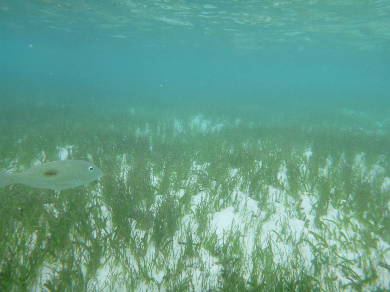 Snorkeling Snorkeling