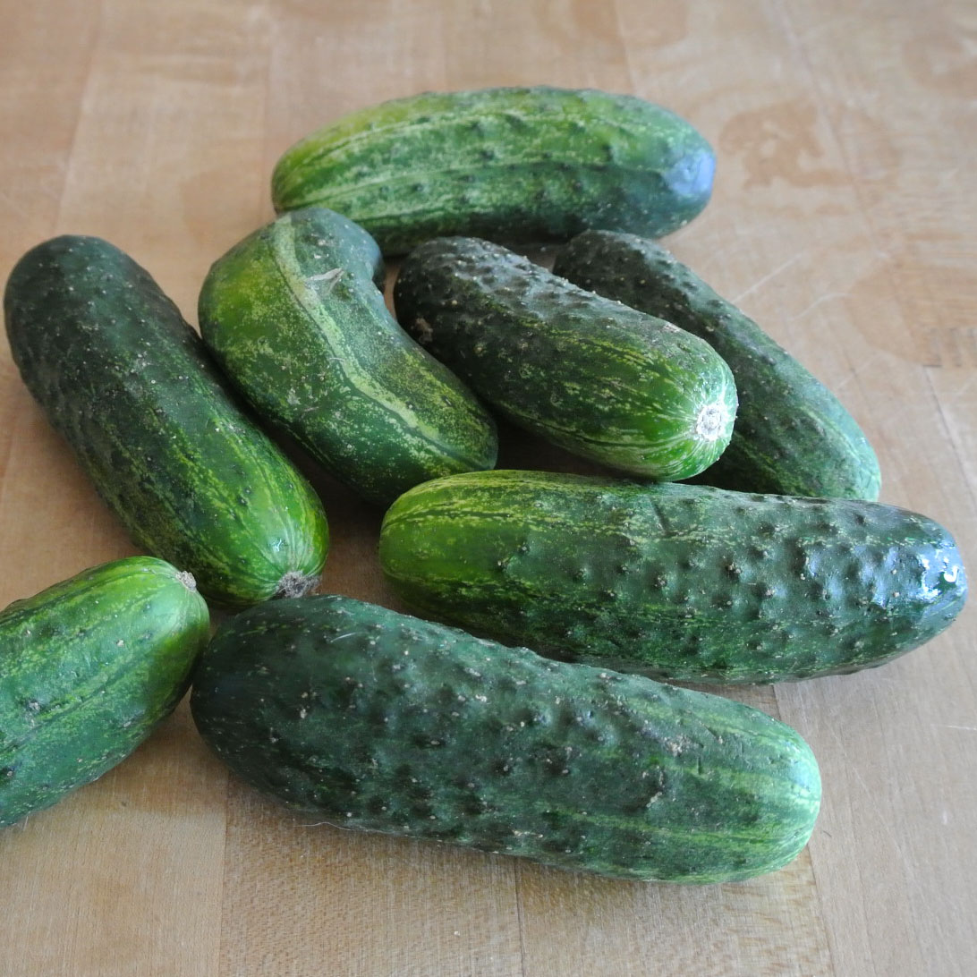 Mom, What's For Dinner? Refrigerator Dill Pickles