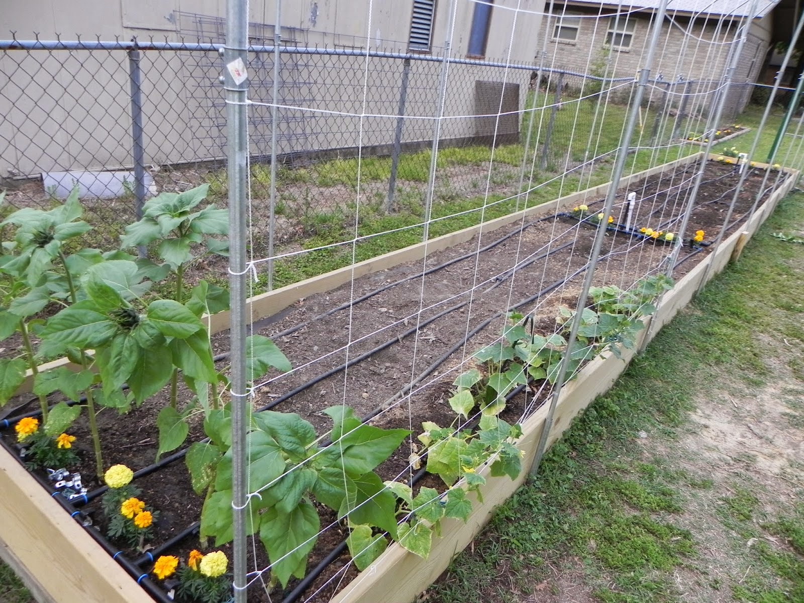 The Wonderful Design trellis netting for the cucumbers ideas wallpapers