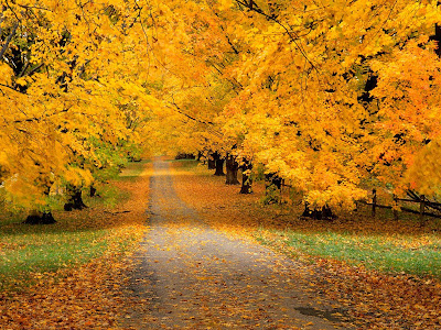Autumn Covered Road Standard Resolution wallpaper