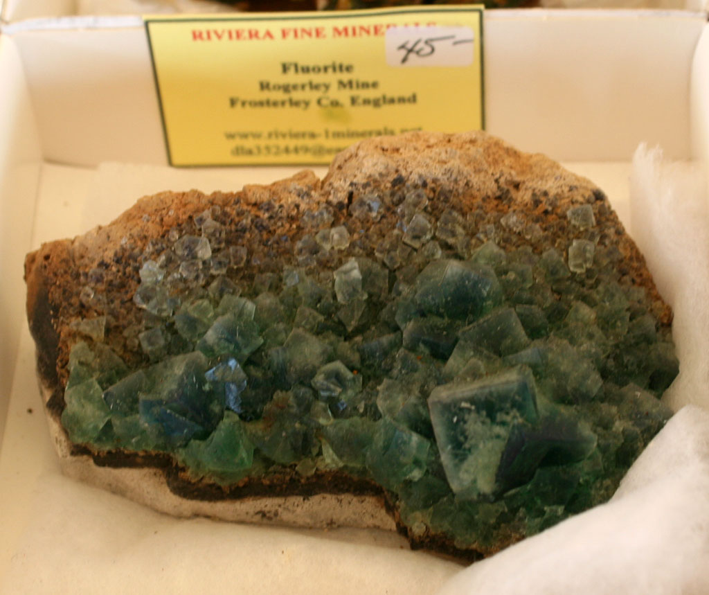 Louisville Fossils and Beyond Bloomington Indiana MineralFossil Show