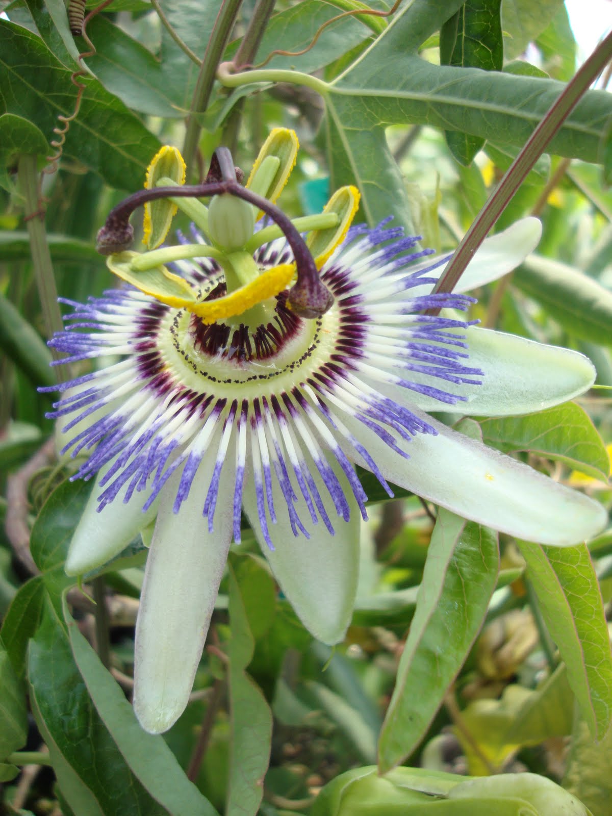 danger garden Fry Road Nursery...you never know what you might find!
