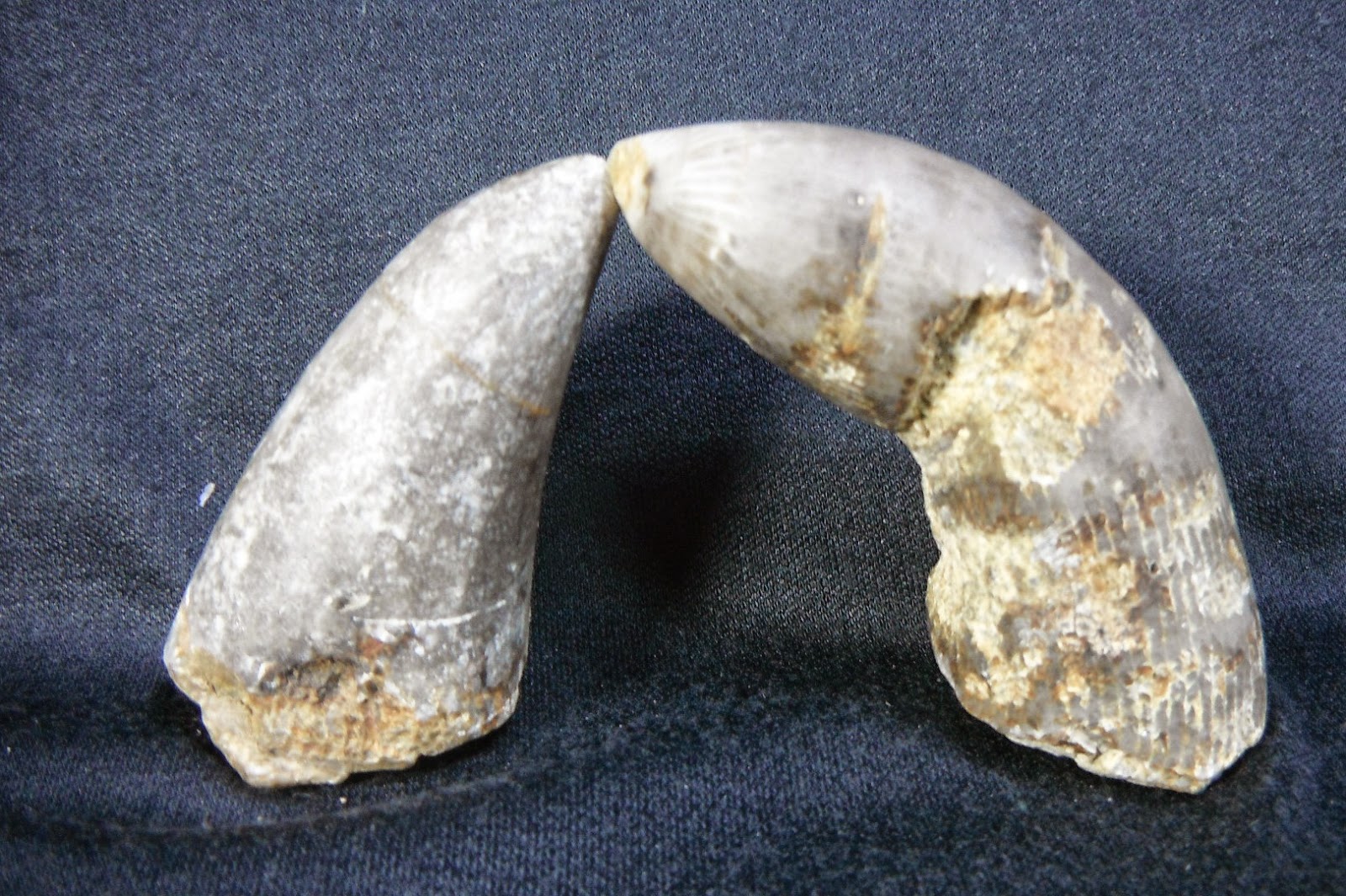 dinosaur horn fossil Selling Antiques Mall From Thailand