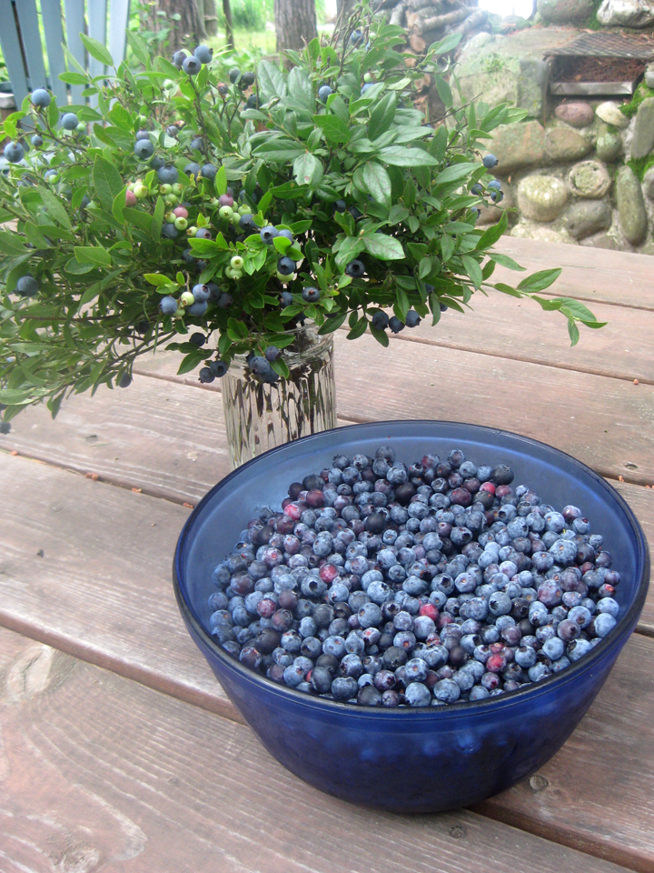 Cindy Lindgren Wild Blueberry Inspiration