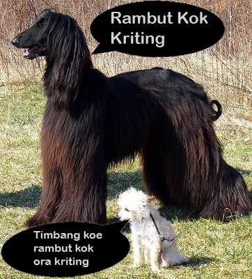 Gambar Lucu Tentang Hewan Terkini Humor X Lucu