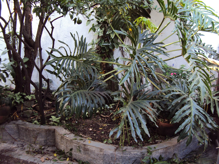 Jardim Bonora