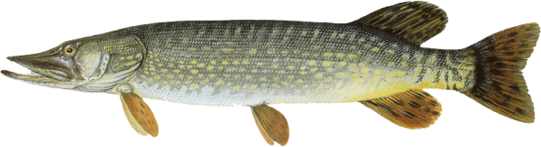 fateixas team guerra dos peixes água doce