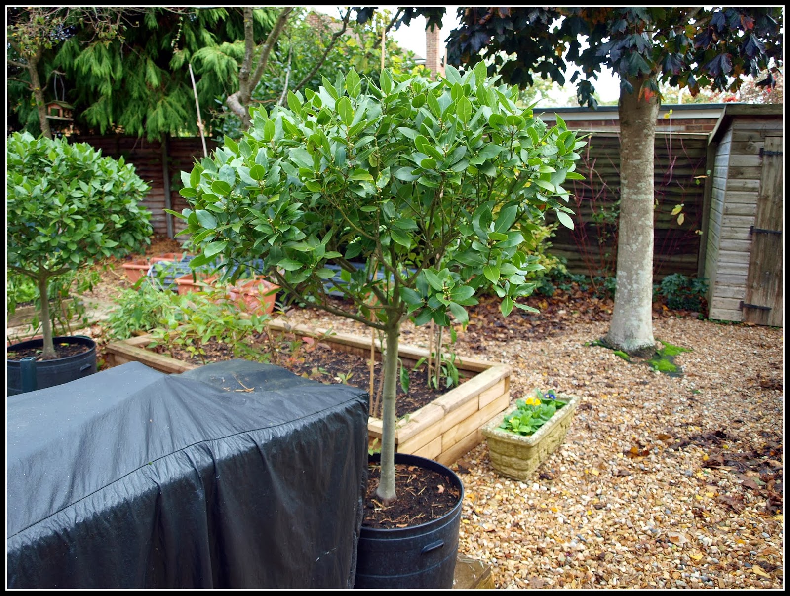 Mark's Veg Plot Repotted Bay trees a success story
