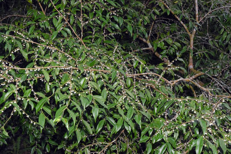 福星花園 細枝柃木