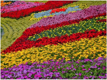 #6 Lovely Flowers Garden Wallpapers