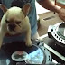 Conheça o simpático DJ Dog