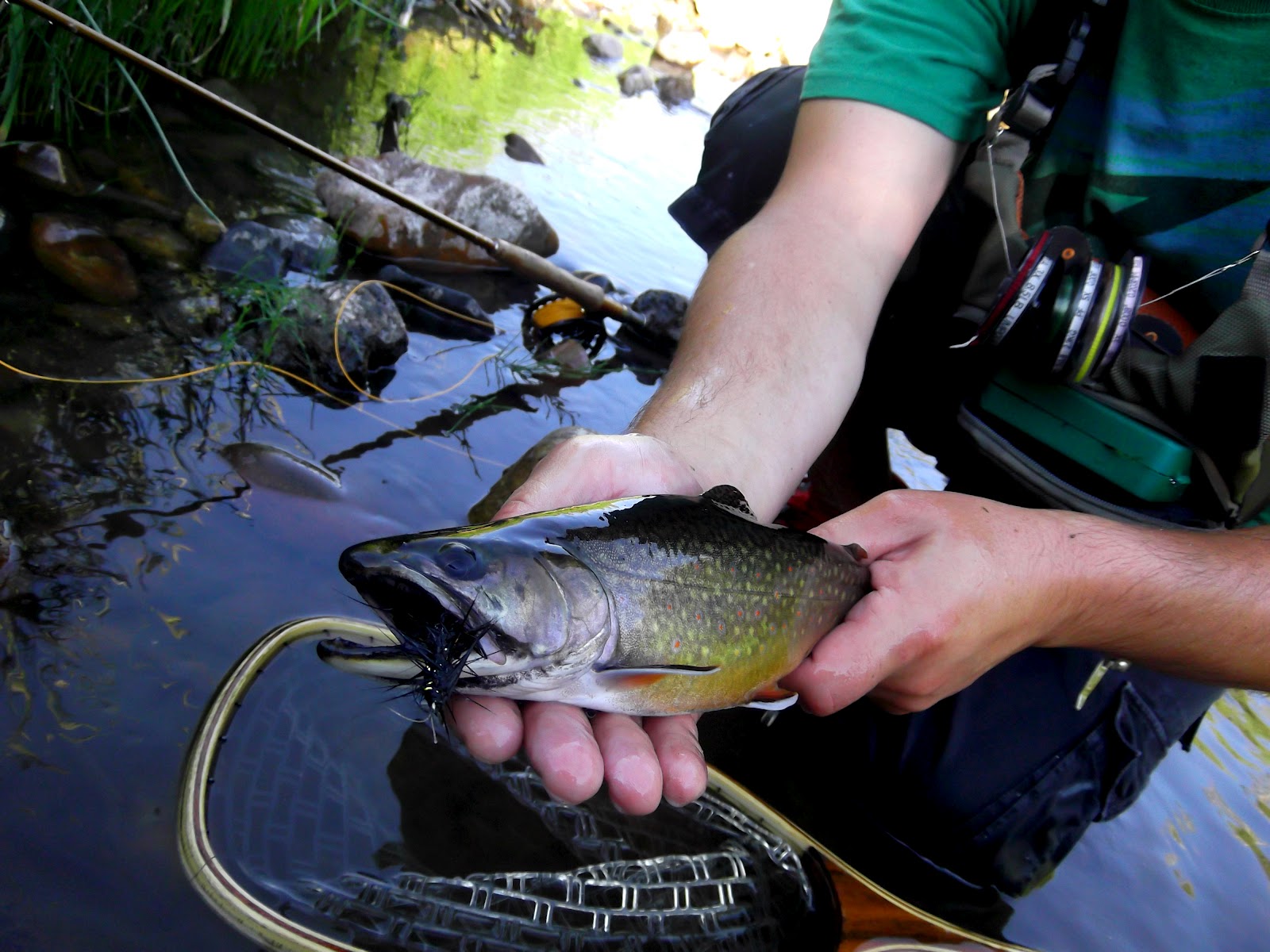 Central Pa Trout Bum Streamers!!!!!!!