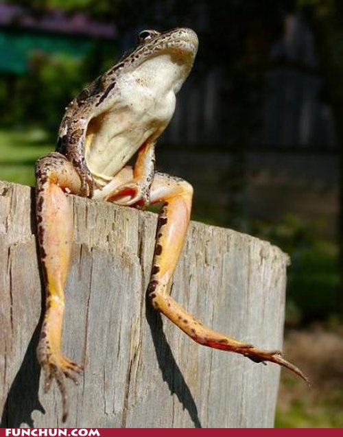 Funny Gag Gifts Funniest Animal YouTube Videos