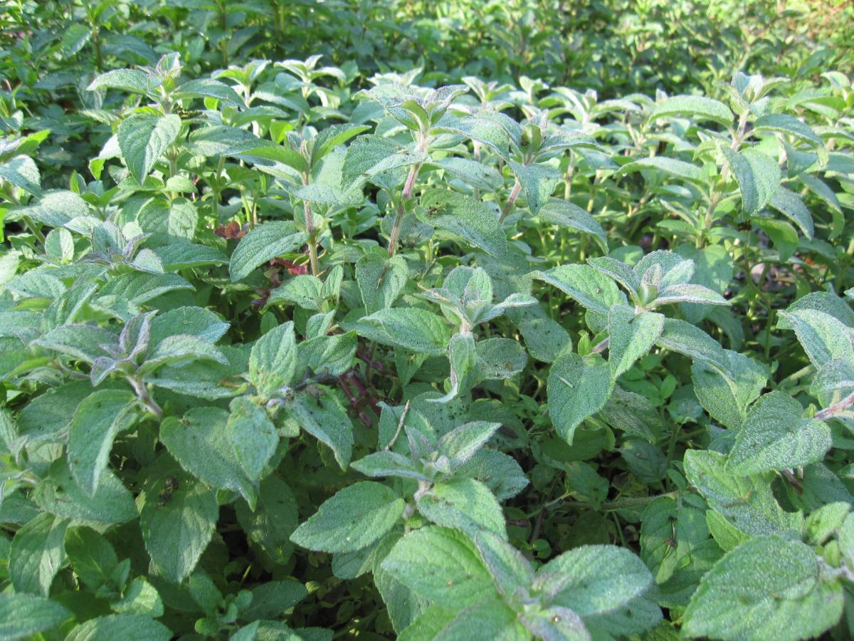 Arrowhead Alpines Blog Favorite Plants of 2011 Part 2