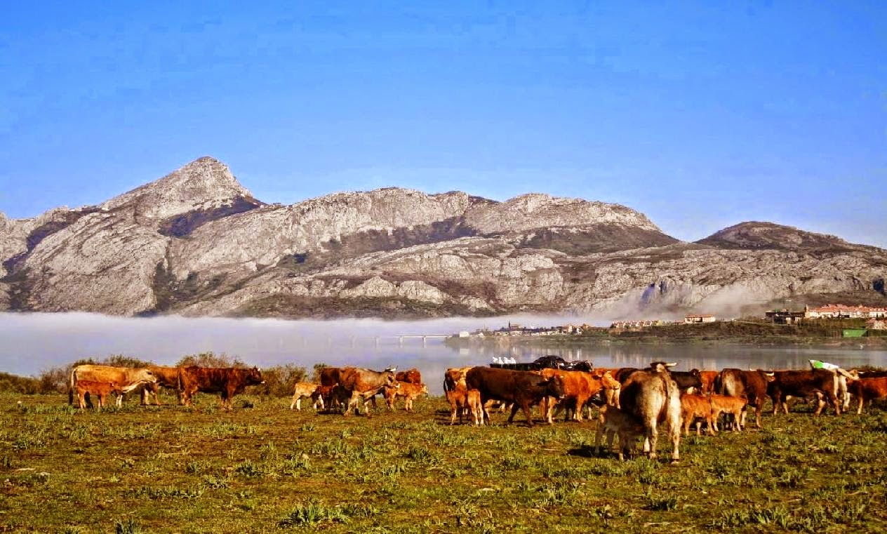 El pantano de Riaño y las vacas pastando