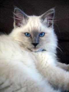 ragdoll-cat ragdoll cat pictures pets breed kittens animal domestic