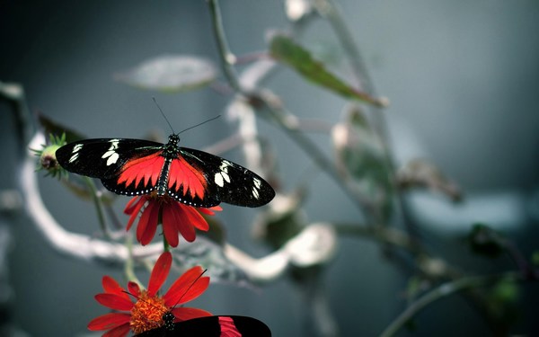 Butterfly Wide Wallpaper full HD