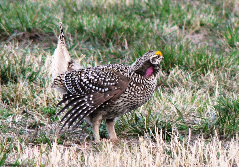 Ken Cross in Canada 2012 birds, nature & birds Weekend in Kamloops 2