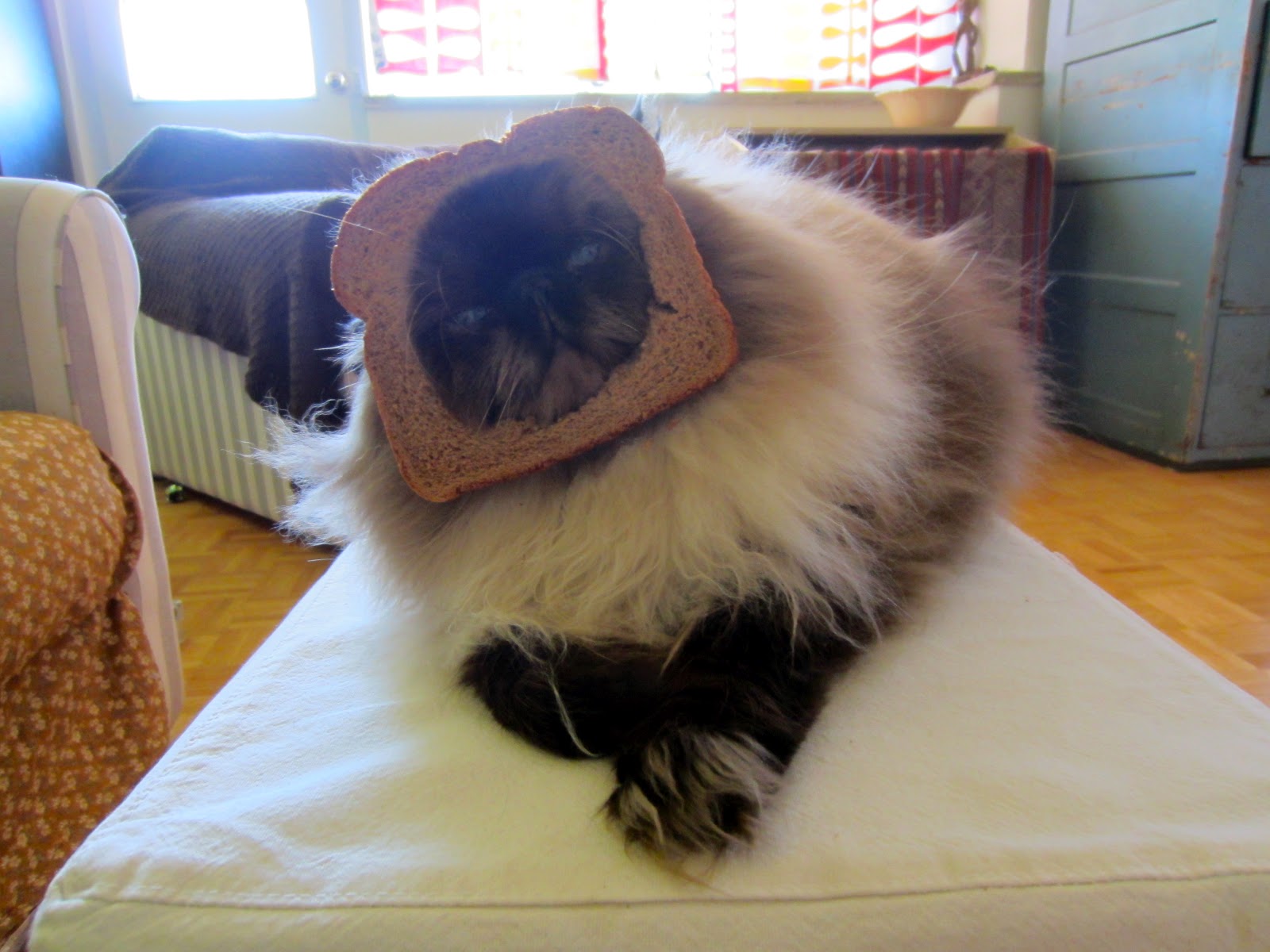 Kitten the Cat My InBread Cat, Kitten