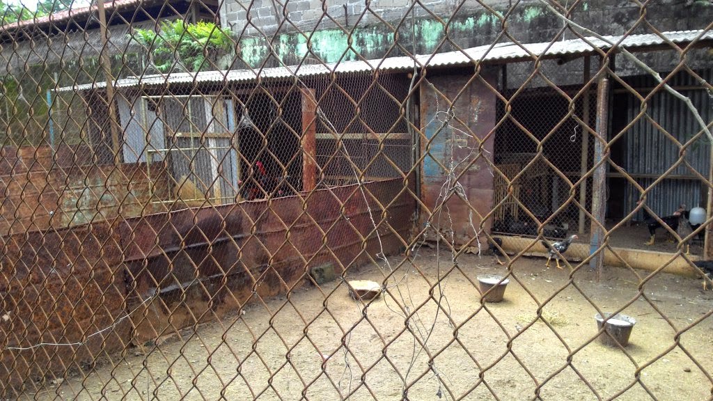 Kandang Umbaran Ayam Bangkok ALUMINIUM JEMBER