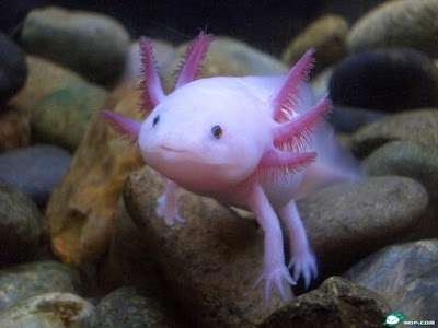 axolotl.jpg