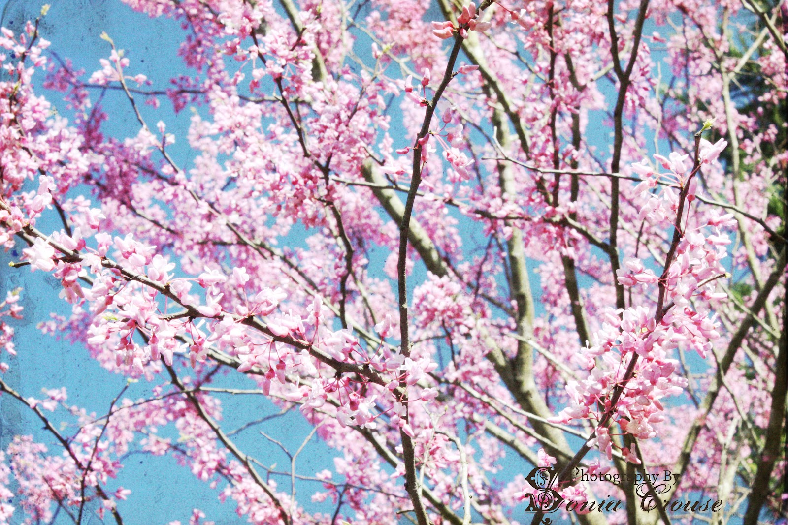 the blossoms of morality intended for the amusement and instruction of young ladies and gentlemen ebook sonia crouse more spring blossoms the blossoms of morality intended for the amusement and instruction of young ladies and gentlemen ebook sonia crouse more spring blossoms