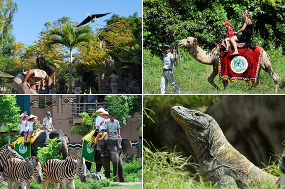 things to do in bali at Bali Safari & Marine Park 3